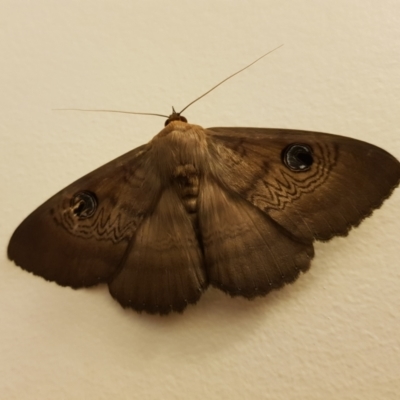 Dasypodia selenophora (Southern old lady moth) at Kambah, ACT - 14 Nov 2022 by MatthewFrawley