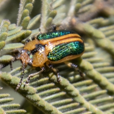 Calomela bartoni (Acacia Leaf Beetle) at Namadgi National Park - 9 Nov 2022 by SWishart
