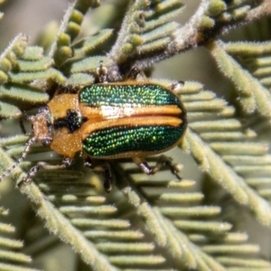 Calomela bartoni at Cotter River, ACT - 9 Nov 2022