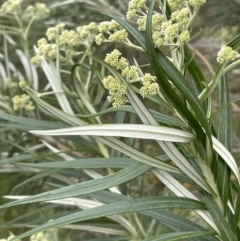 Cassinia longifolia (Shiny Cassinia, Cauliflower Bush) at Nicholls, ACT - 14 Nov 2022 by JaneR