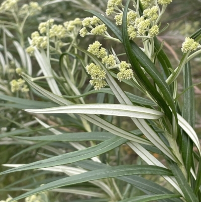 Cassinia longifolia (Shiny Cassinia, Cauliflower Bush) at Percival Hill - 14 Nov 2022 by JaneR