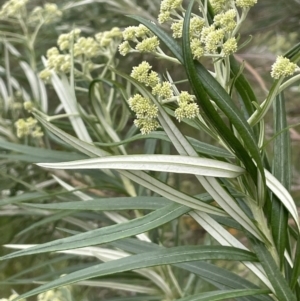 Cassinia longifolia at Nicholls, ACT - 14 Nov 2022