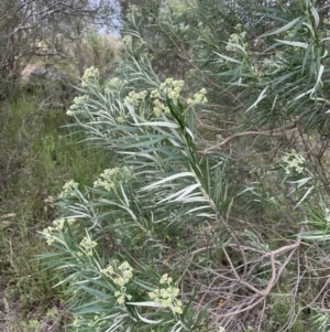 Cassinia longifolia at Nicholls, ACT - 14 Nov 2022 05:11 PM