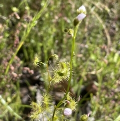 Drosera gunniana (Pale Sundew) at Nicholls, ACT - 14 Nov 2022 by JaneR