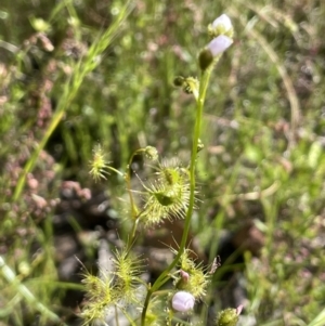 Drosera gunniana at Nicholls, ACT - 14 Nov 2022 04:24 PM