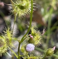 Drosera gunniana at Nicholls, ACT - 14 Nov 2022 04:24 PM