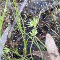 Juncus capitatus (Dwarf Rush) at Percival Hill - 14 Nov 2022 by JaneR