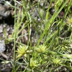 Juncus capitatus at Nicholls, ACT - 14 Nov 2022