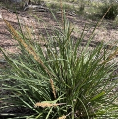 Lomandra longifolia (Spiny-headed Mat-rush, Honey Reed) at Percival Hill - 14 Nov 2022 by JaneR