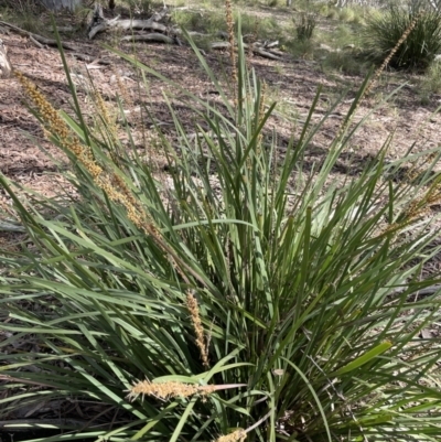 Lomandra longifolia (Spiny-headed Mat-rush, Honey Reed) at Nicholls, ACT - 14 Nov 2022 by JaneR