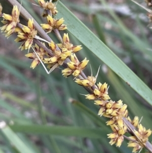 Lomandra longifolia at Nicholls, ACT - 14 Nov 2022