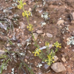 Pimelea curviflora at Nicholls, ACT - 14 Nov 2022