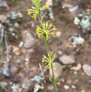 Pimelea curviflora at Nicholls, ACT - 14 Nov 2022