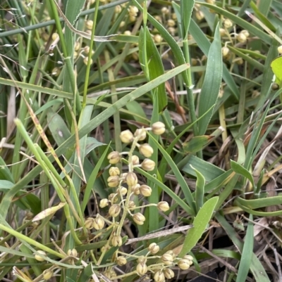 Lomandra filiformis subsp. coriacea (Wattle Matrush) at Nicholls, ACT - 14 Nov 2022 by JaneR