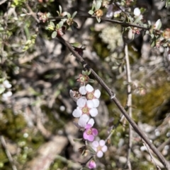 Gaudium multicaule (Teatree) at Percival Hill - 14 Nov 2022 by JaneR