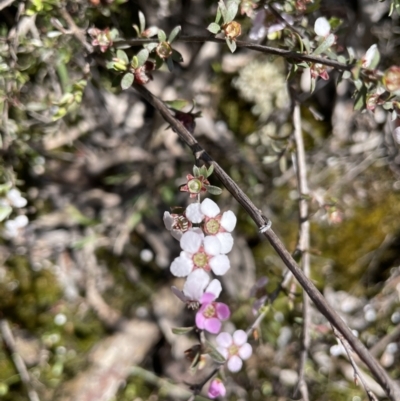 Gaudium multicaule (Teatree) at Percival Hill - 14 Nov 2022 by JaneR