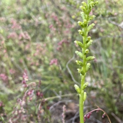 Microtis parviflora (Slender Onion Orchid) at Percival Hill - 14 Nov 2022 by JaneR