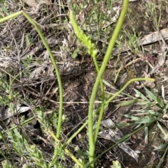 Microtis parviflora at Nicholls, ACT - 14 Nov 2022