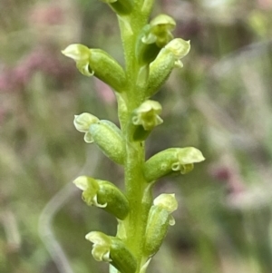 Microtis parviflora at Nicholls, ACT - 14 Nov 2022