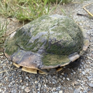 Chelodina longicollis at Molonglo Valley, ACT - 14 Nov 2022