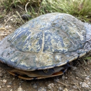 Chelodina longicollis at Stromlo, ACT - 14 Nov 2022 01:10 PM