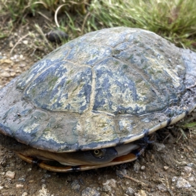 Chelodina longicollis (Eastern Long-necked Turtle) at Molonglo River Reserve - 14 Nov 2022 by Steve_Bok