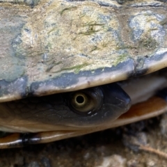 Chelodina longicollis at Stromlo, ACT - 14 Nov 2022 01:10 PM