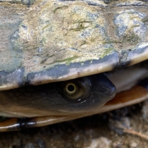 Chelodina longicollis at Stromlo, ACT - 14 Nov 2022