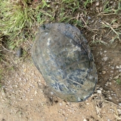 Chelodina longicollis at Stromlo, ACT - 14 Nov 2022