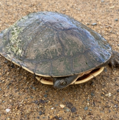 Chelodina longicollis (Eastern Long-necked Turtle) at Molonglo Valley, ACT - 14 Nov 2022 by SteveBorkowskis