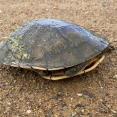 Chelodina longicollis at Molonglo Valley, ACT - 14 Nov 2022 10:52 AM