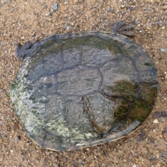 Chelodina longicollis at Molonglo Valley, ACT - 14 Nov 2022 10:52 AM