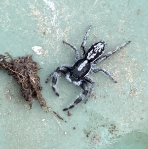 Ocrisiona leucocomis at Stromlo, ACT - 14 Nov 2022 02:47 PM