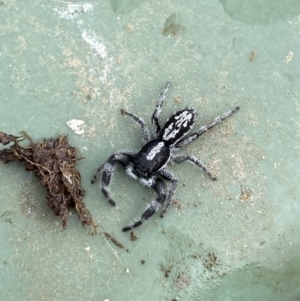 Ocrisiona leucocomis at Stromlo, ACT - 14 Nov 2022 02:47 PM