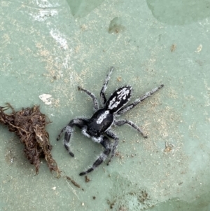 Ocrisiona leucocomis at Stromlo, ACT - 14 Nov 2022 02:47 PM