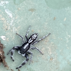 Ocrisiona leucocomis at Stromlo, ACT - 14 Nov 2022