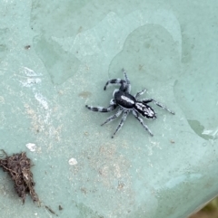 Ocrisiona leucocomis at Stromlo, ACT - 14 Nov 2022