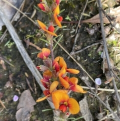 Dillwynia sericea (Egg And Bacon Peas) at Nicholls, ACT - 14 Nov 2022 by JaneR