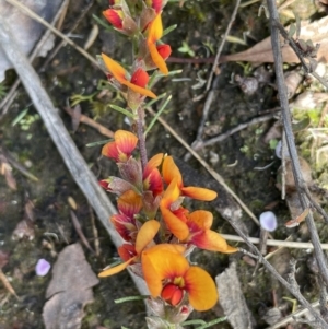 Dillwynia sericea at Nicholls, ACT - 14 Nov 2022 04:07 PM