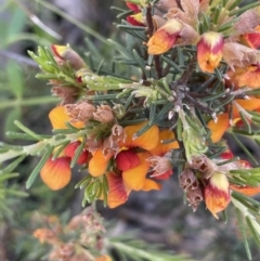 Dillwynia sericea at Nicholls, ACT - 14 Nov 2022 04:07 PM