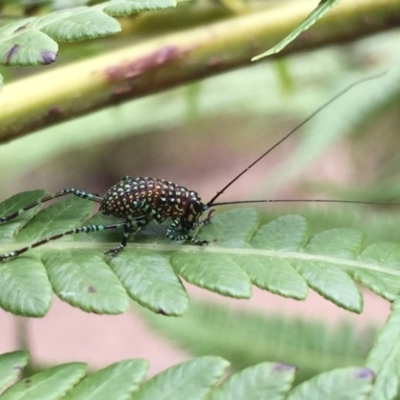 Acripeza reticulata (Mountain Katydid) at ANBG - 11 Nov 2022 by TimL