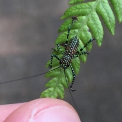 Acripeza reticulata at Acton, ACT - 11 Nov 2022