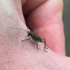 Acripeza reticulata at Acton, ACT - 11 Nov 2022