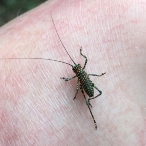 Acripeza reticulata at Acton, ACT - 11 Nov 2022