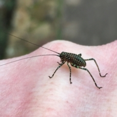 Acripeza reticulata at Acton, ACT - 11 Nov 2022