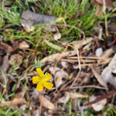 Hypericum gramineum (Small St Johns Wort) at Bungendore, NSW - 14 Nov 2022 by clarehoneydove