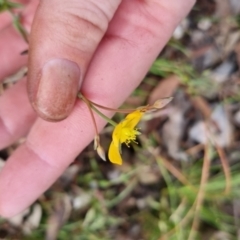 Hypericum gramineum at Bungendore, NSW - 14 Nov 2022 05:28 PM