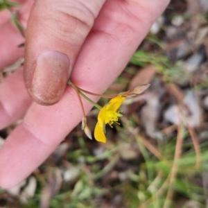 Hypericum gramineum at Bungendore, NSW - 14 Nov 2022