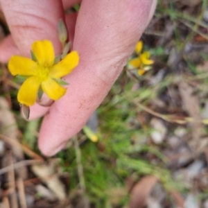 Hypericum gramineum at Bungendore, NSW - 14 Nov 2022 05:28 PM