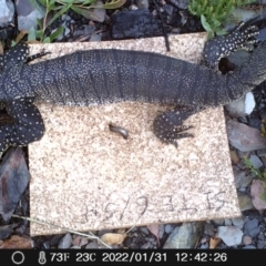 Varanus rosenbergi (Heath or Rosenberg's Monitor) at Namadgi National Park - 31 Jan 2022 by heatherb1997